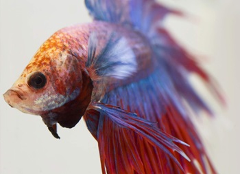 Close-up of a betta fish