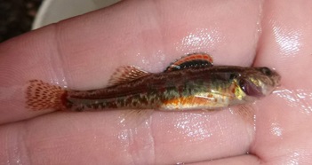 view of a small Iowa darter fish inside a went hand