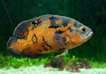 orange and black oscar fish