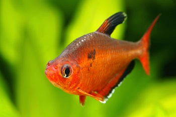 close-up of a dark orange tetra fish