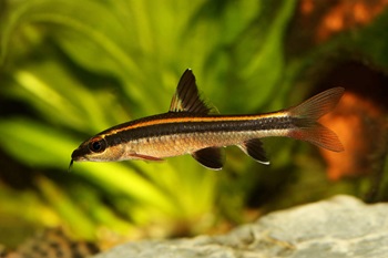 close-up of a striped flying fox fish