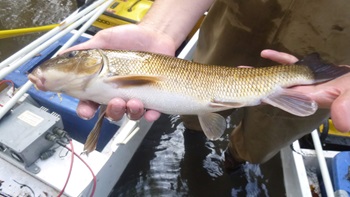 person in boat on the water, their hands are visible holding a white sucker fish
