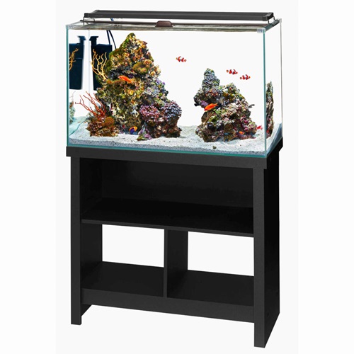 Is Keeping A Saltwater Aquarium Difficult?