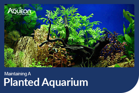 Planted Aquariums: Complete Guide for Beginners