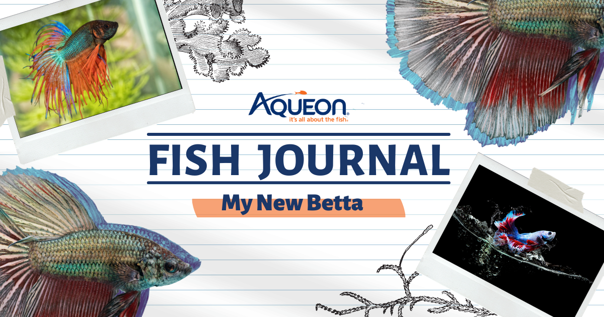 My New Betta Tank Journal