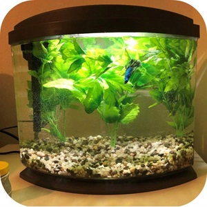 Aqueon New Betta Tank Journal
