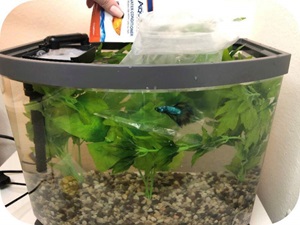 Aqueon New Betta Tank Journal