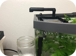 Aqueon New Betta Tank Journal