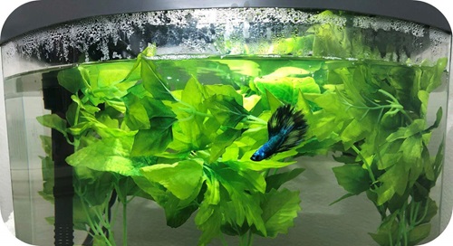 Aqueon New Betta Tank Journal