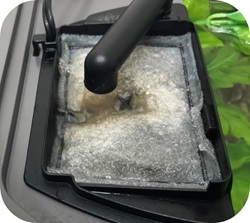 Aqueon New Betta Tank Journal