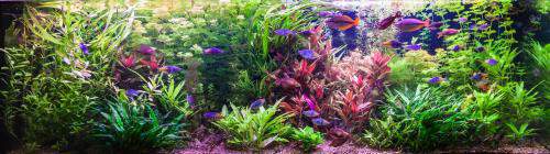 aquarium pH