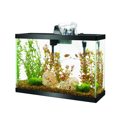 Adding Fish into Aquarium