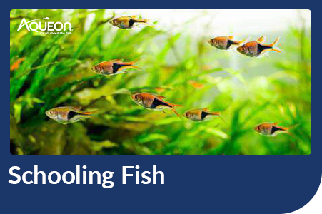 Schooling fish Aqueon blog