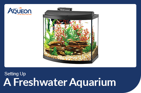 Aqueon Blog Setting Up A Freshwater Aquarium