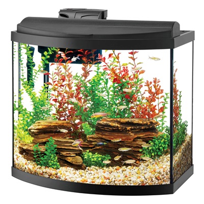 Setting Up a Freshwater Aquarium