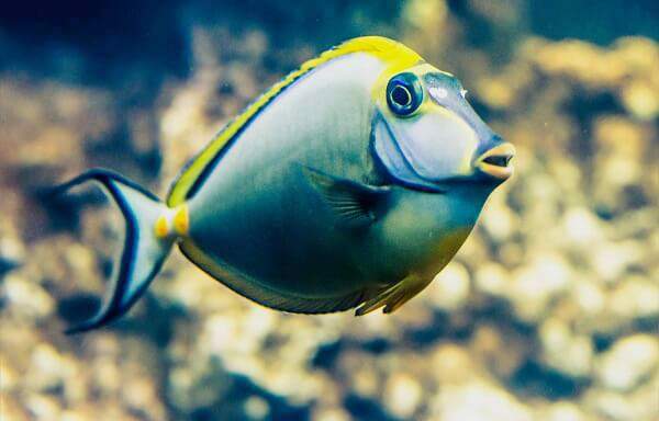 Saltwater Fish