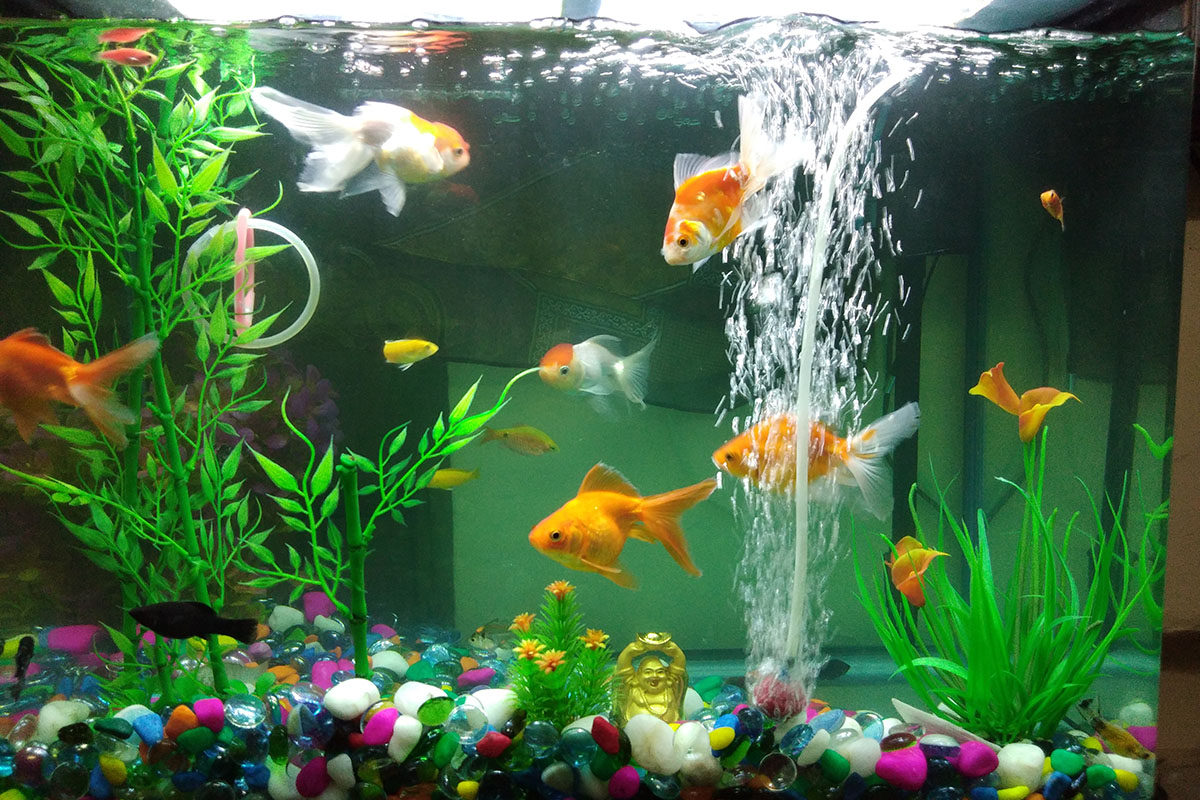 Learn the basics of and components to keeping your aquarium water healthy.
