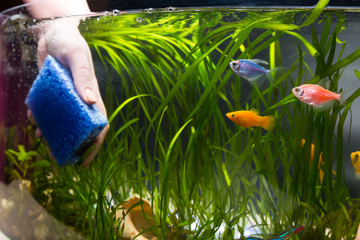 Fresh Look at Strategies For Handling Beneficial Vs Harmful Bacteria In Your Aquarium