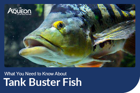 Tank Buster Fish - Think Carefully Before Buying One!