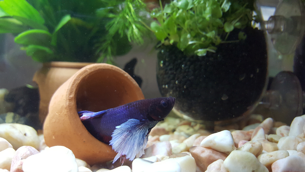 New betta fish hiding sale