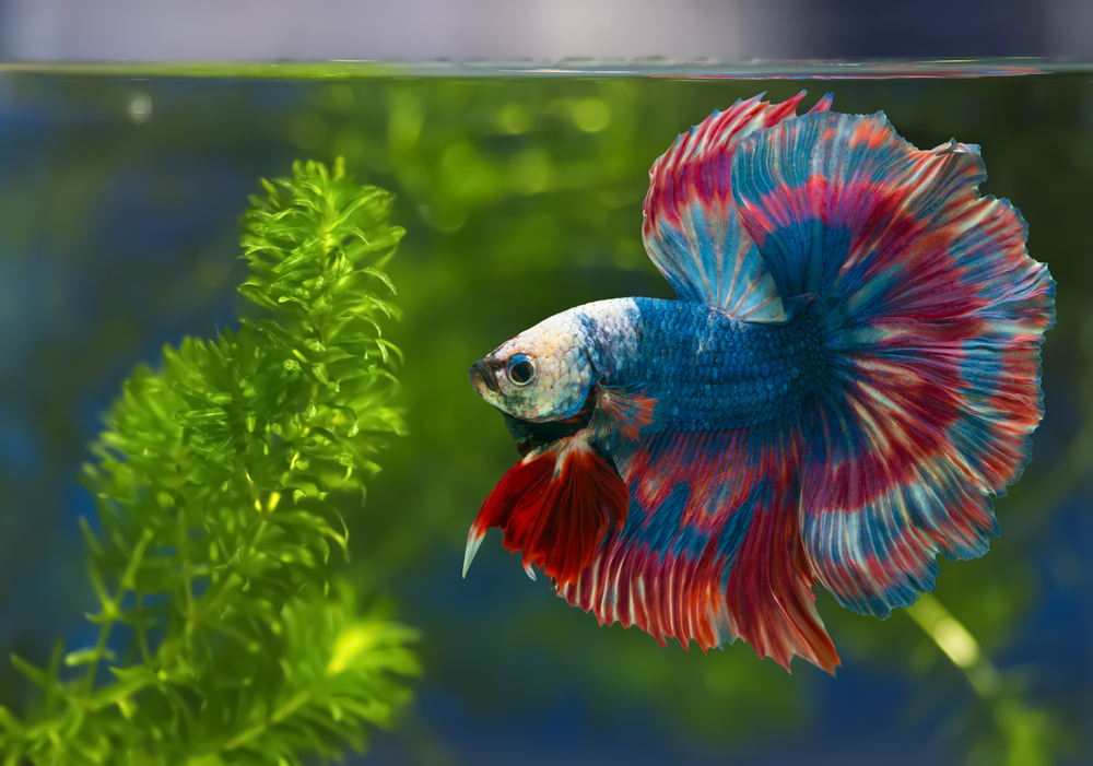 The Ultimate Guide to Betta Fish
