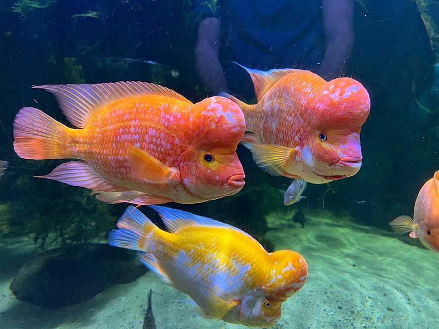 Top 5 Aggressive Fish Tank Species for Your Home Aquarium