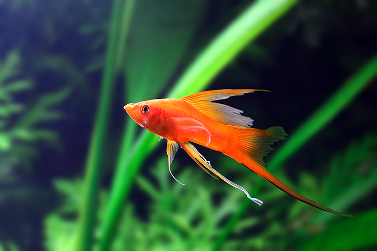 shutterstock_235488949-web