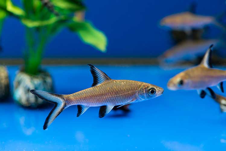 shutterstock_416382763-web