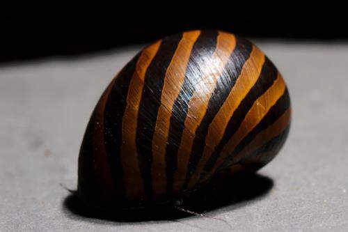 Types of Aquarium Snails