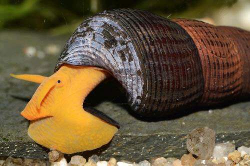 Different types sale of aquarium snails