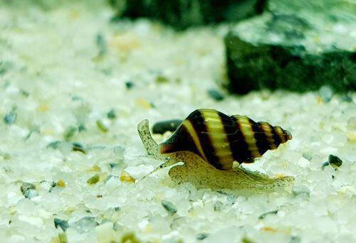 Types of Aquarium Snails