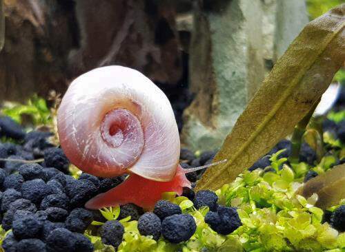 Snails for aquarium outlet
