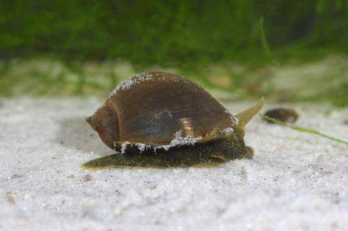 Types of fish tank snails 2025