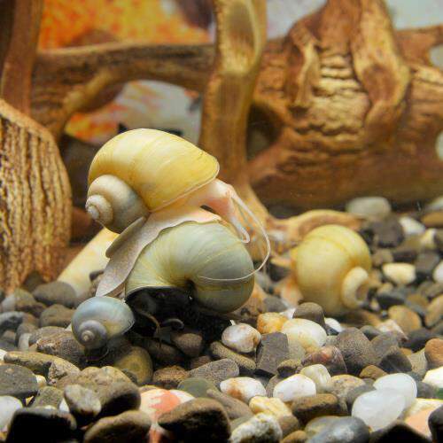 Types of Aquarium Snails