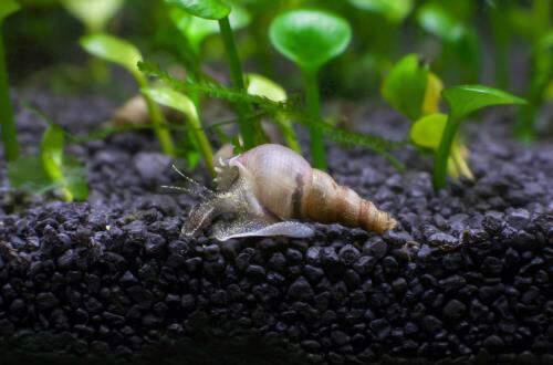 Types of Aquarium Snails