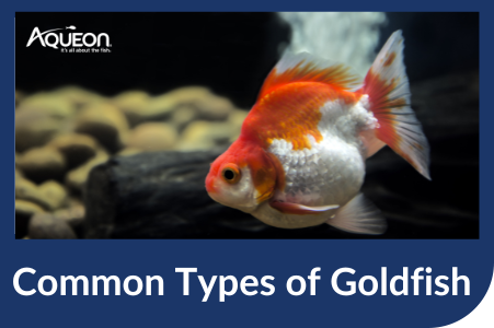 Common Types of Goldfish to Enjoy as Pets