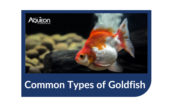 Types of goldfish 2024 breeds