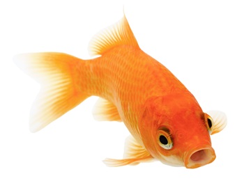 Common Types of Goldfish to Enjoy as Pets