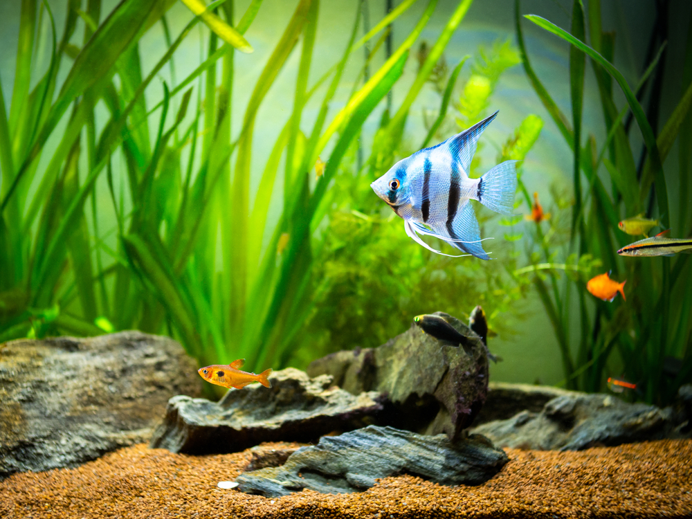 Fish Compatibility: How to Build a Peaceful Community Fish Tank