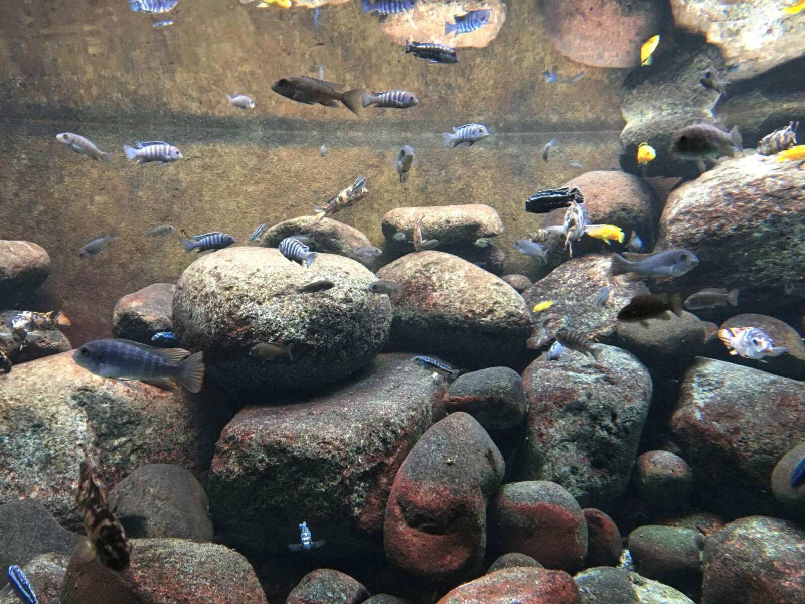 Public aquarium , Chichlids in large aquarium