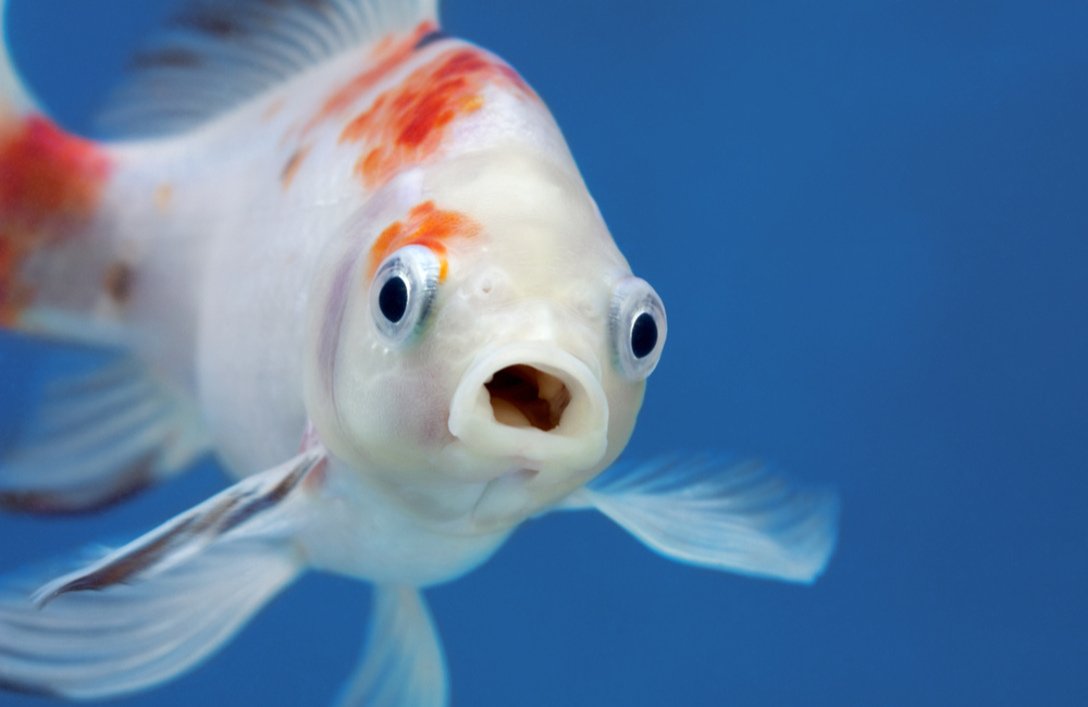 14 Cheap Fish You Should Always Avoid Buying, fish 