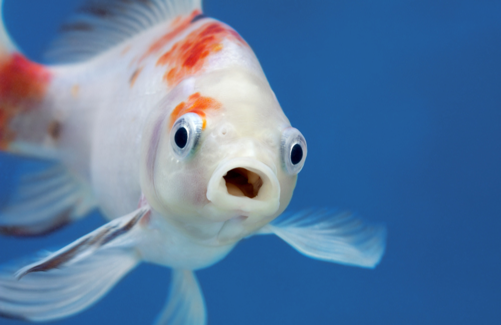 Fish Are Happy and Healthy 1