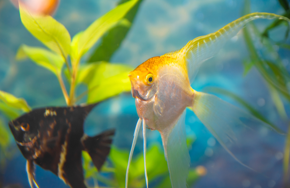 Fish Are Happy and Healthy 2