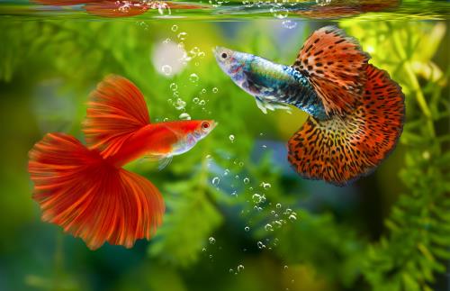 What Fish Can Live With Bettas?