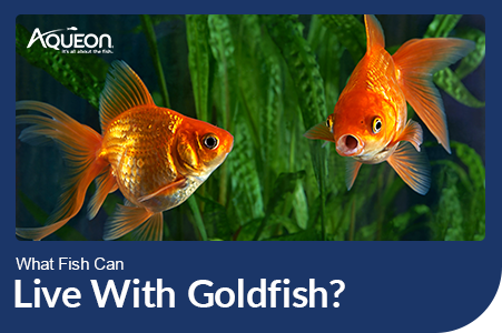 What Fish Can Live With Goldfish?