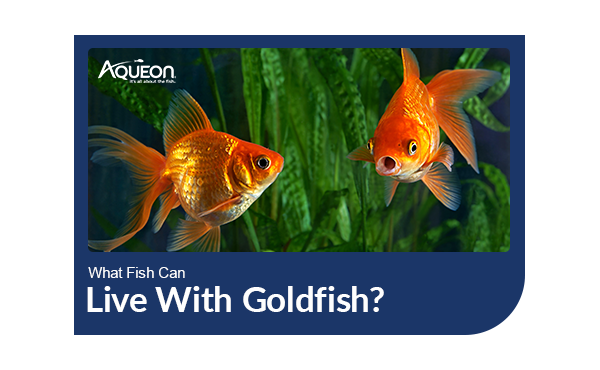 What Fish Can Live With Goldfish