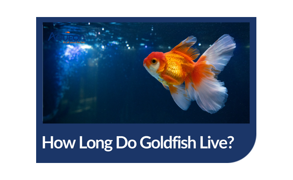 Goldfish live deals