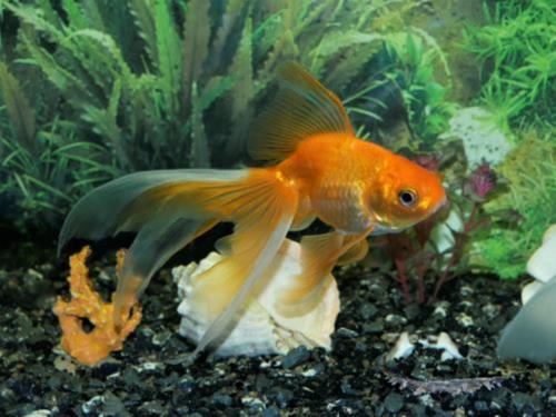 What Fish Can Live With Goldfish?