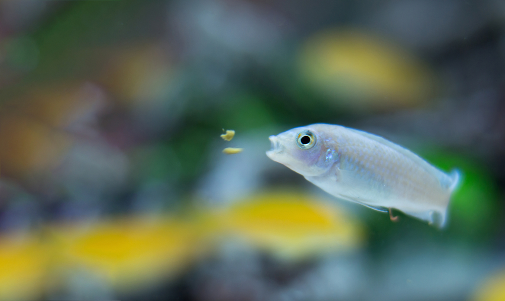 shutterstock_1055352902