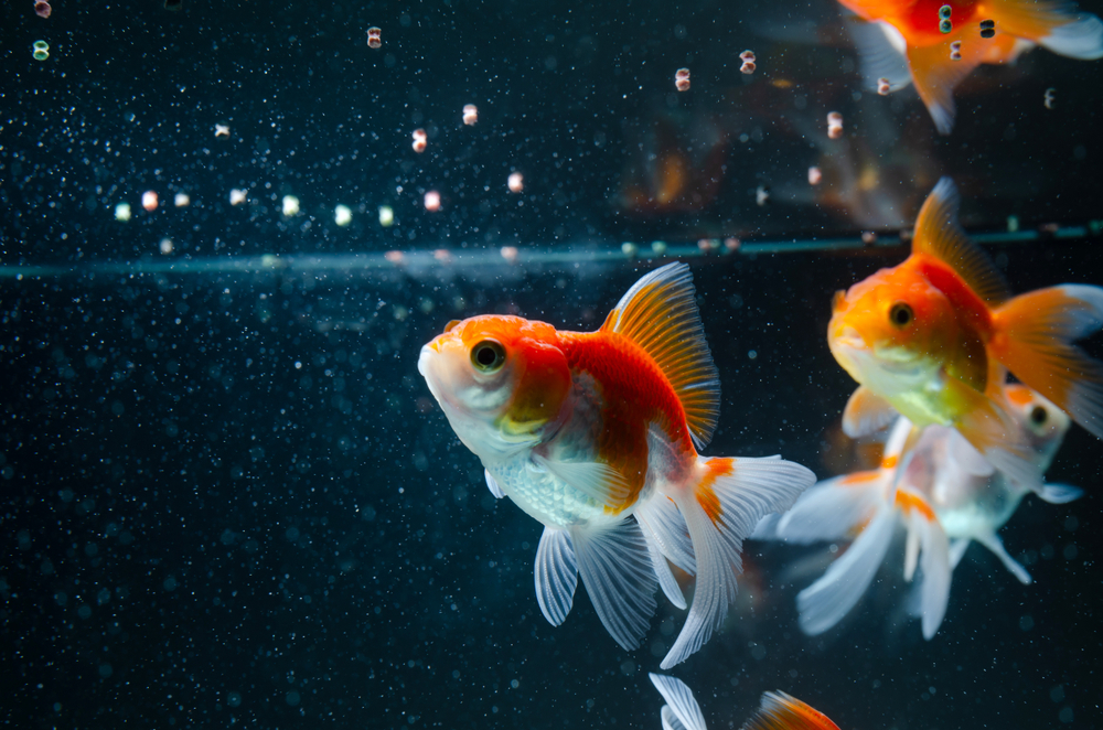 A Complete Detailed Goldfish Feeding Guide